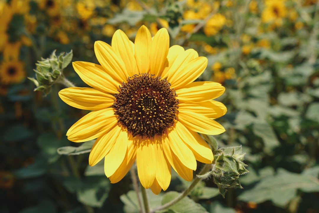 a large sunflower in a field of sunflowers