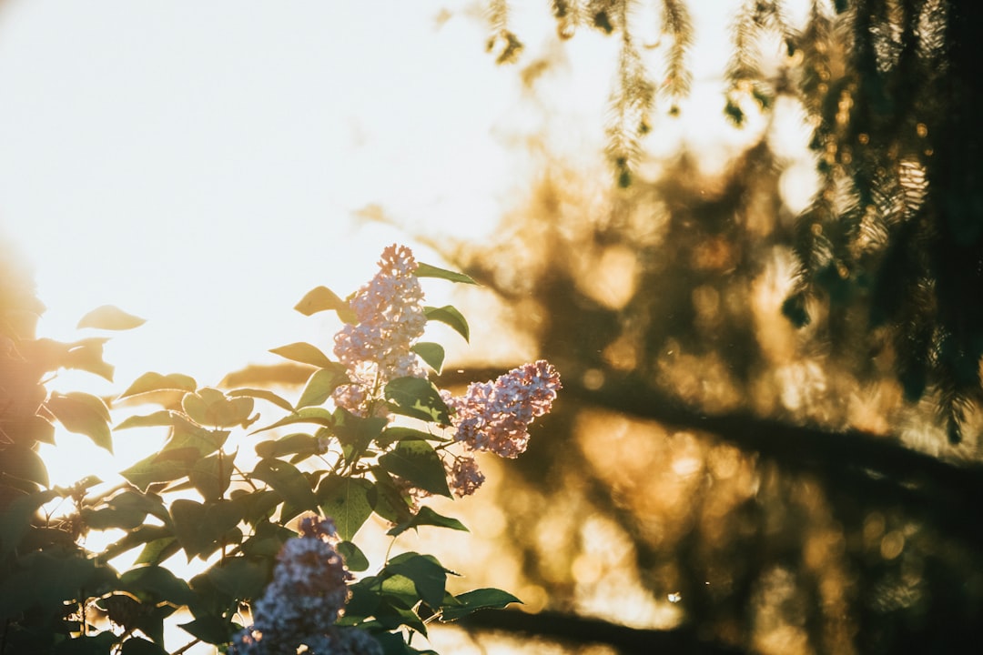 purple flowers in tilt shift lens